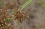 Fuzzy flatsedge